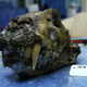 A specimen analyzed in the new study.